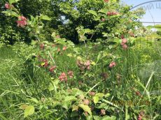 Tetraneura coerulescens заселение Ulmus 1